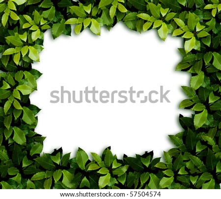 Green laurel Leaves background