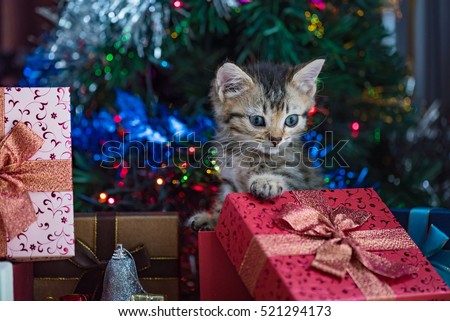 Close up of cute brown tabby persian kitten play and looking for gift in christmas day.