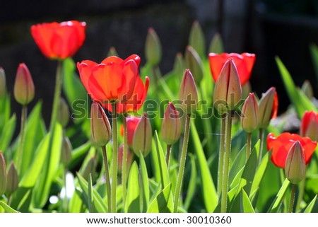 red tulips lawn filled with sunshine