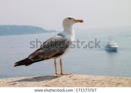 Stand alone Seagull on sea background for different uses