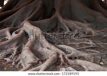 Ficus tree roots (Banyan) for different uses