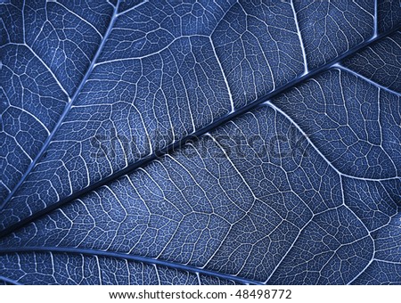 Plant texture background for different uses