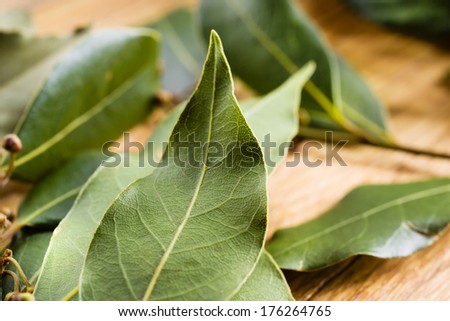 Bay leaf macro. Organic food