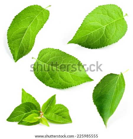 Apricot leaves isolated on white background Apricot leaves isolated on white background