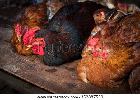 Hens in a free range farm.