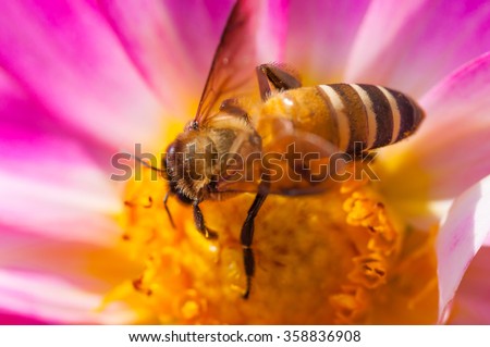 Honey Bee at work on Light Pink Flower, Close Up Macro