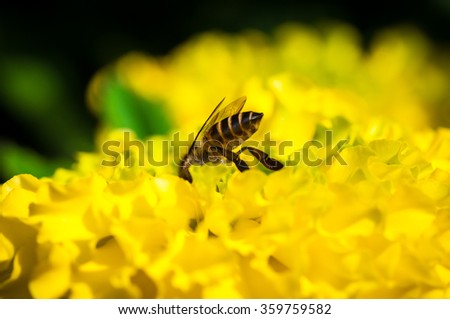 Honey Bee at work on Yellow flower with colorful blur background , Close Up Macro