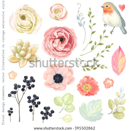 Collection vector flowers ranunculus, anemone, succulent, Robin bird, wild Privet Berry, green branches and leaves in vintage watercolor style.