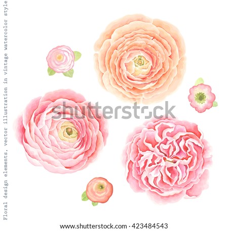 Collection Ranunculus and English roses for your design, vector illustration in vintage watercolor style.