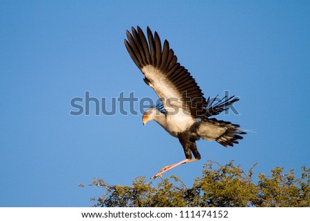 A secretary bird flapping its wings at the top of a thorn tree in the Kalahari Desert