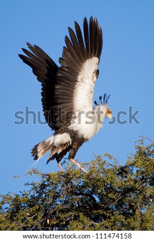 An adult secretary bird flapping its wings at the top of a tree