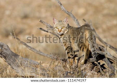 An adult African wild cat hunting in the Kgalagadi Transfrontier Park