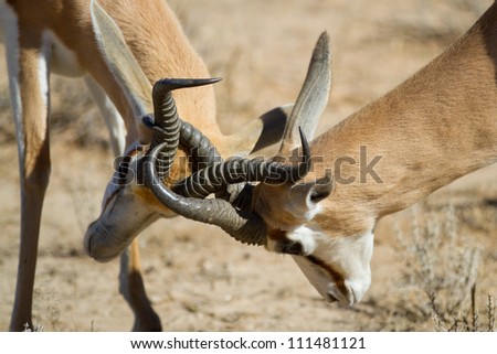 rams fighting