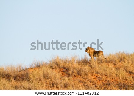 A massive male lion standing on a dune in the Kalahari Desert