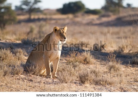 An old lioness surveys the area in the Kalahari Desert