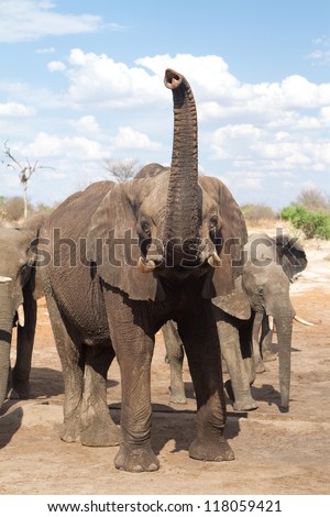 An African elephant bull lifting his long trunk to smell the air