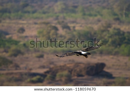 A Verreaux\'s eagle soaring in the African sky