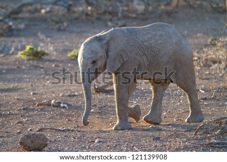 A young african elephant calf walking in back light