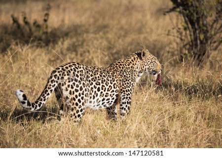 The whole body of a captive leopard eating a piece of meat in full sunlight
