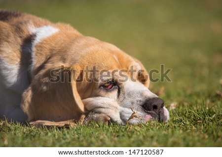 An exhausted beagle dog with red eyes  lying on the grass