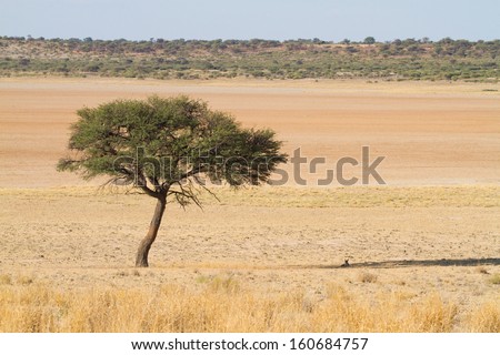 A small black-backed jackal finds refuge under an acacia tree during the heat of the day in the Kalahari Desert