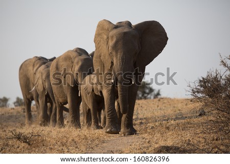 A small herd of African elephants walking in a row in search of water