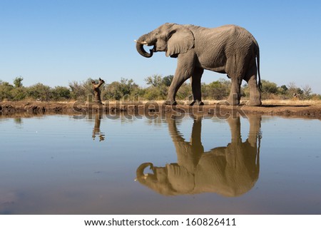 A gigantic African elephant bull standing next to a waterhole with its whole body reflecting on the water's surface