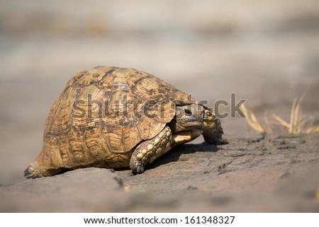 An old leopard tortoise walking on the rocks in Botswana\'s Mashatu Game Reserve