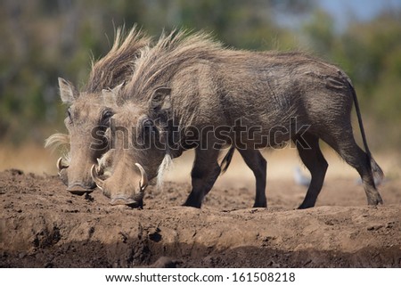 A pair of female warthogs with long hair on their backs standing in the same position next to each other next to an African waterhole