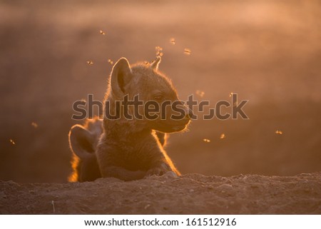 A spotted hyena pup with flies all around its face in stunning back light