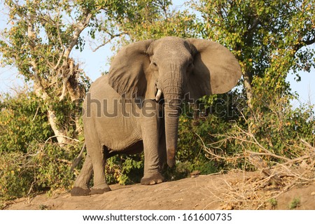 A wise old elephant cow standing at the edge of a forest looking down at the camera