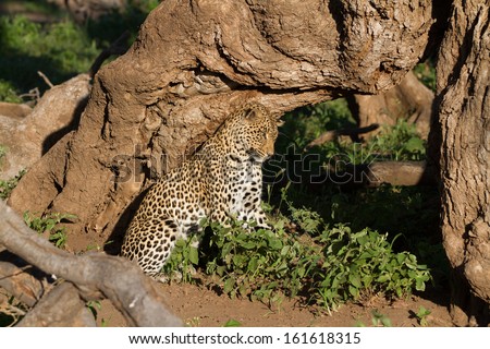 A female leopard lifts her head to rub it against the bark of a large tree in order to mark her territory