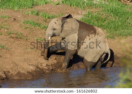 A young bull elephant playing at the edge of a river wetting its body
