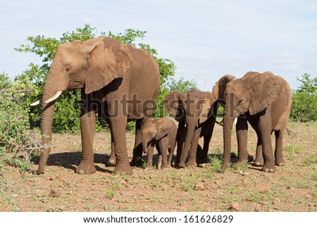 A mother elephant and her three calves standing next to each other in front light
