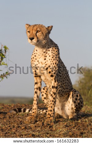 The whole body of an adult cheetah male sitting in golden light on top of a hill