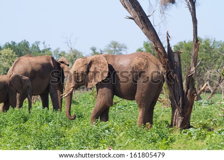 An African elephant with an itchy backside rubs it up against a broken tree