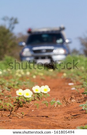 Four yellow flowers in a sandy two track road with a four wheel drive truck out of focus in the background