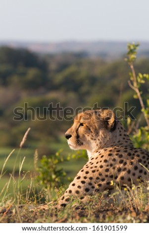 An adult male cheetah lying on a hill top and staring into the distance