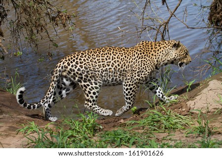 A fat young male leopard walking on the edge of a river in front light