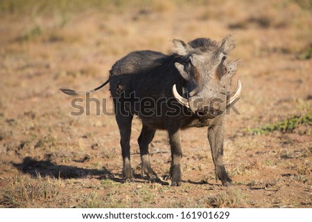 The whole body of an adult warthog male facing the camera in beautiful golden sunlight