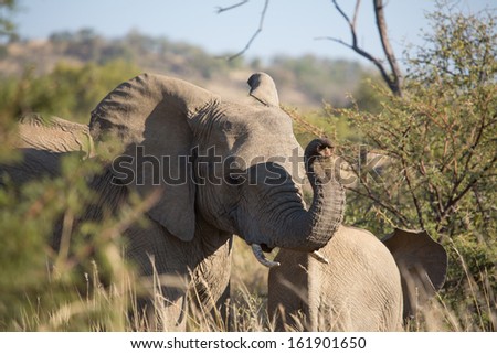 An African elephant curling its trunk and lifting it to smell