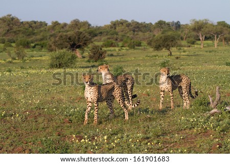 Three adult cheetah brothers scanning the surroundings for prey in a lush open plain in Mashatu Game Reserve, Botswana
