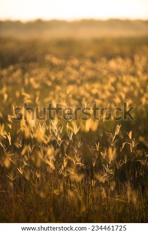 A serene scene of field of golden wild grass at late sunset in the Kruger National Park, South Africa.
