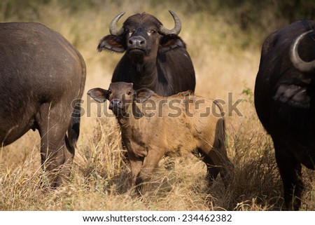A wary buffalo, Syncerus caffer, and her calf amongst their herd, sniffing the air, in the Kruger National Park.