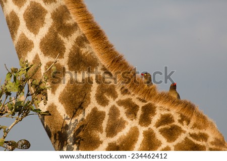 Cropped, close up, side-view of two red-billed oxpeckers, Buphagus erythrorhynchus, on the neck of a giraffe, Giraffa camelopardalis, in the Kruger National Park, South Africa.