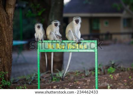 Three vervet monkeys, Chlorocebus pygerythrus, sitting on a \'No Day Visitors\' sign outside a rest camp in the Kruger National Park, South Africa.