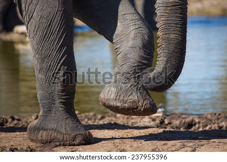 Close-up of an elephant\'s front feet and trunk-tip