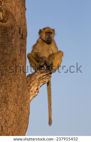 A young baboon, Papio ursinus, perched on a broken branch in golden light, staring off to the right with a soulful frown. Hwange National Park, Zimbabwe.