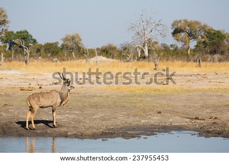 A kudu bull at the water\'s edge