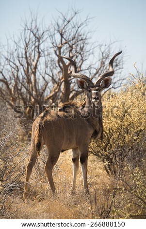 A large kudu bull looking back over his shoulder in the arid central Kalahari